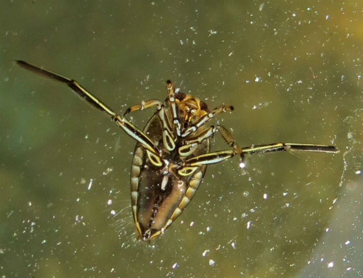 Water Boatman